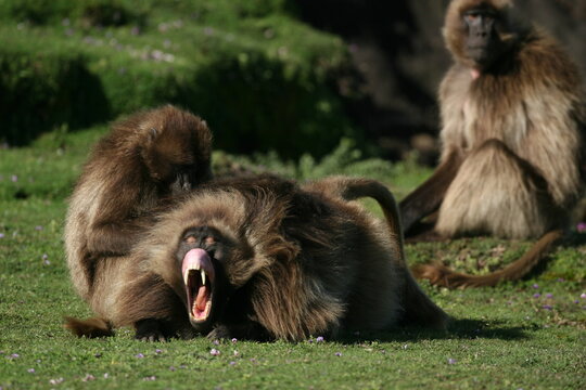 A female gelada (Theropithecus gelada) in Ethiopia is grooming a male gelada flashing his canines. Also called "bleeding-heart monkeys" due to its red chest patch. Only surviving member of its genus.