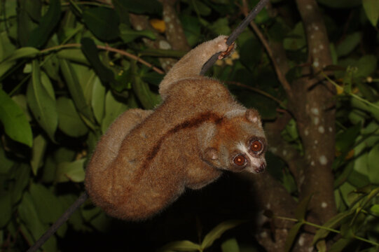 Sunda slow loris (Nycticebus coucang), also known as the Greater slow loris). This species is globally endangered with extinction due to the illegal wildlife trade and habitat loss.