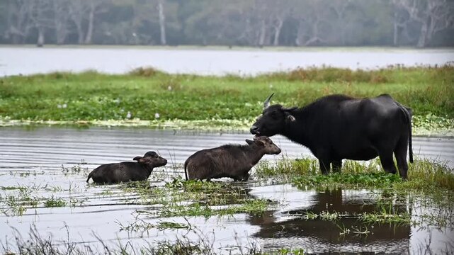 buffalo in water