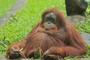 a sumatran orangutan sitting quietly on the grass © Pitokung
