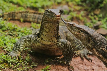 Obraz premium Portrait of a salvator lizard playing in the grass in the morning