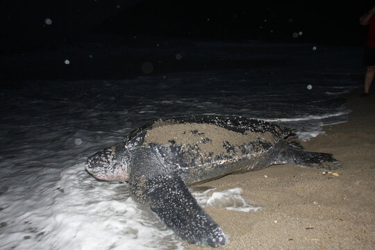A female leatherback sea turtle - Dermochelys coriacea - is going to the sea after laying its eggs. It is globally threatened with extinction (vulnerable).