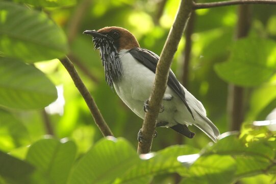 A male bearded bellbird (Procnias averano), near threatened with extinction