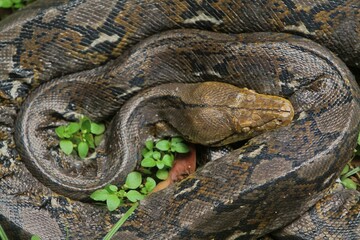 Obraz premium a young reticulatus python coiled in the grass