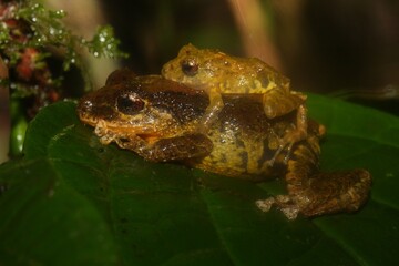 Golden-groined (or Chiriqui) robber frogs (Pristimantis cruentus) mating in Costa Rica.