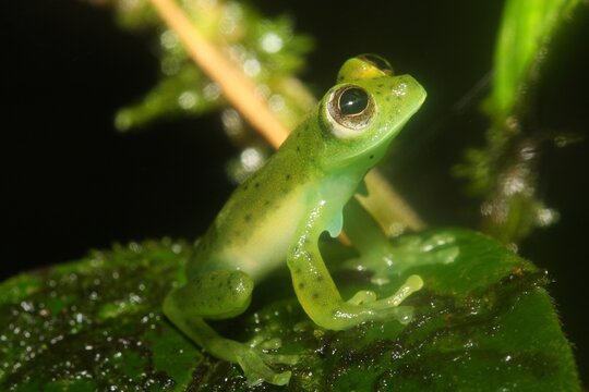 Emerald glass frog (Espadarana prosoblepon) in Costa Rica.