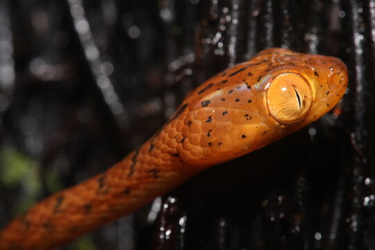 Yellow blunt-headed tree snake (Imantodes inornatus) in Costa Rica.