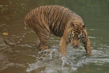 view of a Sumatran tiger walking in the water