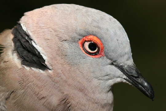 Mourning collared-dove - Streptopelia decipiens