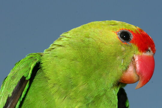 Black-winged Lovebird - Agapornis taranta