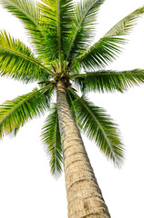 Fototapeta premium Coconut palm tree viewed from below, showcasing green fronds and textured trunk against a white background. Represents tropical nature and outdoor plant life.