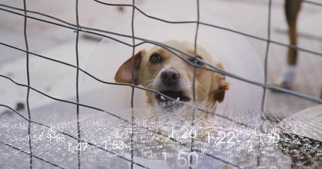 Peering light brown dog wearing clear plastic cone against wire grid fence in kennel, showing teeth