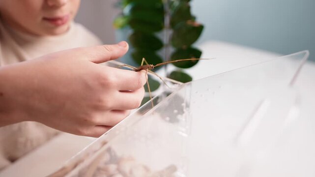 Young boy engaged in home education activity, observing insects in clear acrylic box. Learning through play, curiosity, focus and modern home learning concept with science experiment. Close up.