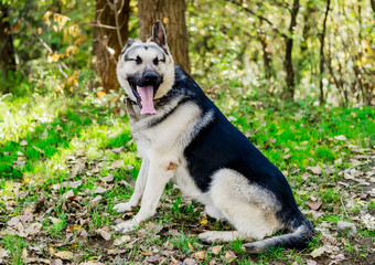 Fototapeta premium Portrait of big shepherd dog yawning with tongue out sitting on green grass in autumn forest funny animal emotions and domestic pet concept in beautiful nature park
