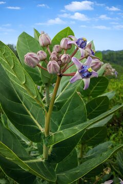 Calotropis gigantea flower buds and bloom with green leaves under blue sky