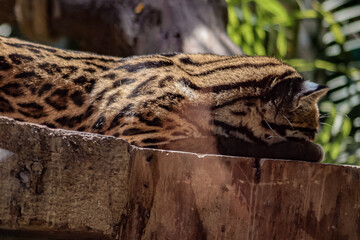 Wild Ocelot on Wooden Log © Simon