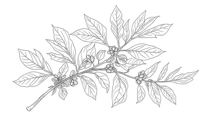 Coffee plant line art botanical sketch leaves