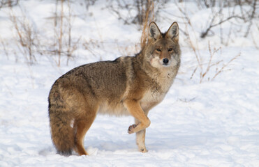 Fototapeta premium Coyote in the winter snow
