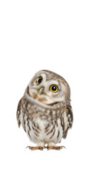 Cute Owl Looking Curious in Portrait.