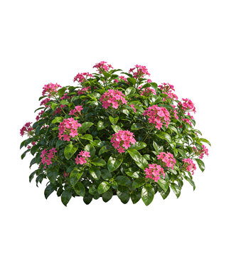 A dense bush of vibrant pink pentas flowers with lush green leaves, showcasing natural botanical beauty and colorful floral arrangement.