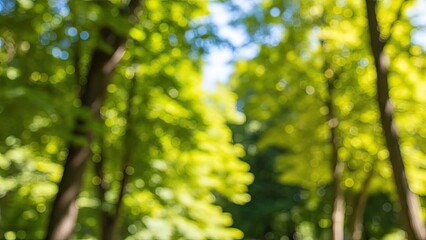 Fototapeta premium A serene forest landscape with sunlight filtering through the trees