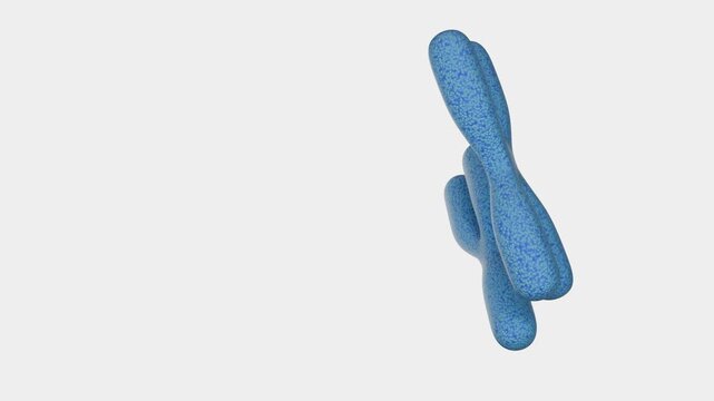 3D animation of two chromosomes specifically, a pair of sister chromatids or a homologous pair in a vibrant blue. They are set against a clean, minimalist white background.
