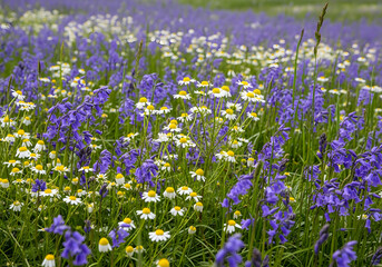 spring landscape with flowering flowers on meadow. white chamomile and purple bluebells blossom on field. summer view of blooming wild flowers in meadow
