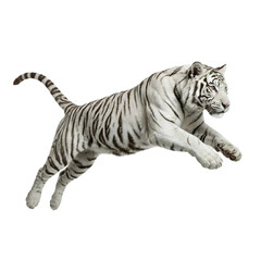 Obraz premium A white Bengal tiger leaping mid-air. 