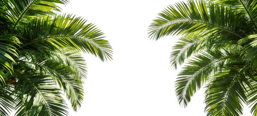High-resolution image of lush green palm tree fronds against a clean white background, ideal for nature-themed designs and creative projects. Showcases vibrant foliage and tropical plant elements.