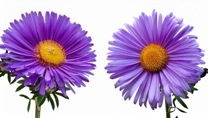 Fototapeta premium Two Vibrant Purple Aster Flower Plants With Long Green Stems And Bright Yellow Centers Bloom Isolated On Transparent Background