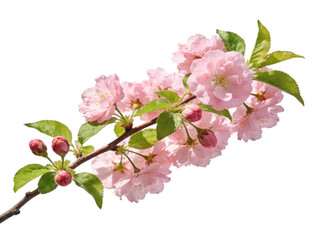 Fototapeta premium Branch of Prunus serrulata with delicate pink cherry blossom flowers, green leaves, and budding flowers, isolated on white background. Symbolizes spring and renewal.