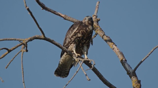 Red tailed hawk perches on a weathered branch and screeches
