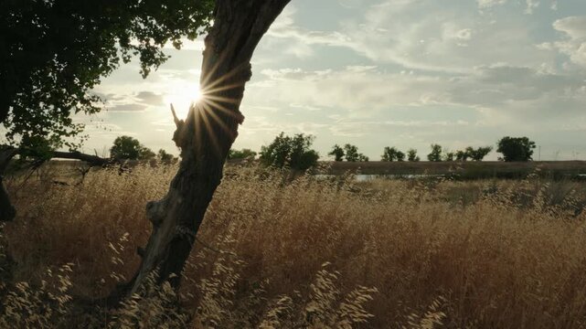sun star peeks from behind a weathered tree
