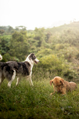 Fototapeta premium Full shot of two dogs enjoying nature. One grey and white border collie mix standing and a brown dog lying down chewing grass in a green meadow with trees in background.