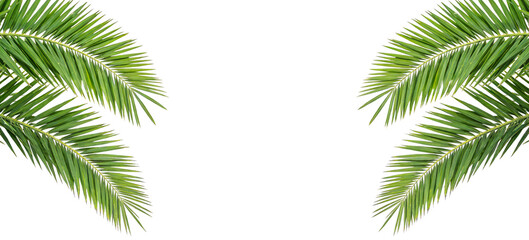 Obraz premium High-resolution image of green palm tree fronds, showcasing tropical foliage. Ideal for nature, plant, and decorative design projects.