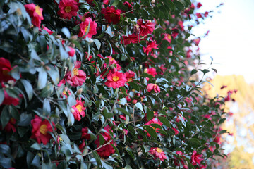 natural background of camellia tree in bloom 