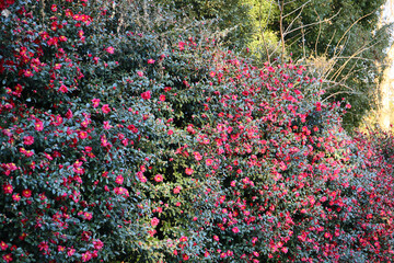 natural background of camellia tree in bloom 