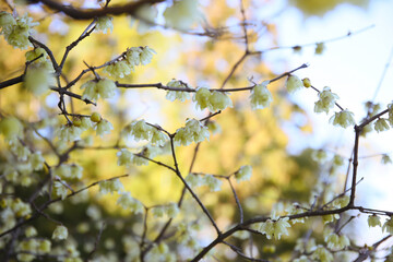 natural background of winter sweet in bloom
