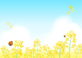菜の花畑と青空の背景