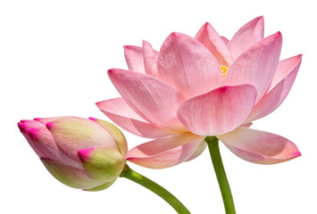 Fototapeta premium A closeup of a pink lotus flower with a bud, isolated on white background. Symbolizes purity, enlightenment, and spiritual growth in various cultures. Ideal for nature, art, and wellness themes.