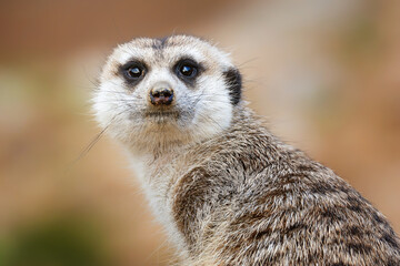 Fototapeta premium Suricate or meerkat (Suricata suricatta) detail portrait