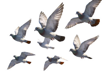 Fototapeta premium Several pigeons are seen in mid - air flight, showcasing their wings spread and natural avian behavior. Captures the freedom and movement of these birds in outdoor settings.