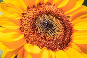 Obraz premium The Heart of Summer: Macro View of a Vibrant Sunflower