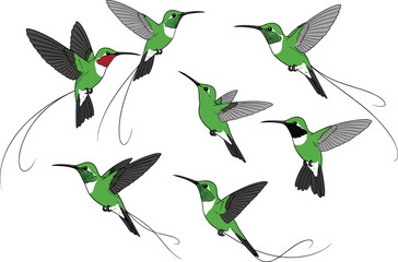 Fototapeta premium Hand drawn hummingbird collection in flying poses with detailed green feathers wildlife nature illustration set