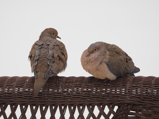 two mourning doves in winter