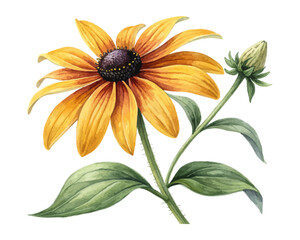 Watercolor Rudbeckia Black-eyed Susan, Garden Floral Vector Illustration Isolated on White