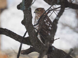 red-tailed hawk among tree branches