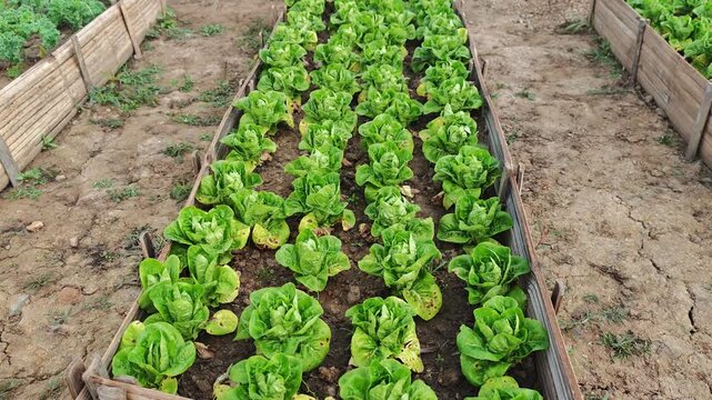 Organic mini cos lettuce in the garden