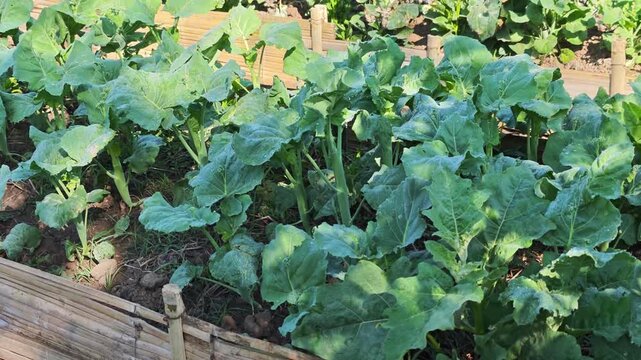 Hong Kong kale in the vegetable patch in the garden.