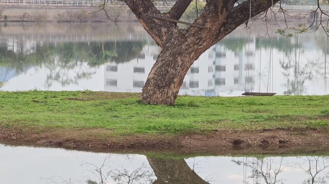The Rain Tree (Samanea saman)On an island in the middle of the water.